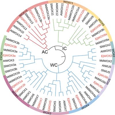 Genome-wide analysis of the WOX gene family and the role of EjWUSa in regulating flowering in loquat (Eriobotrya japonica)